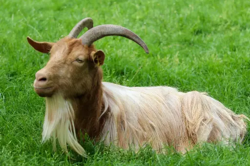 Qurban Kambing (Goat)