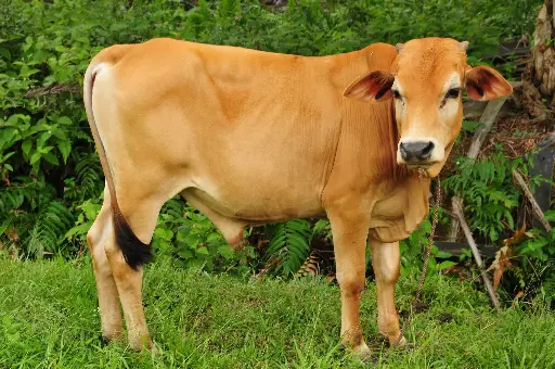 Qurban Lembu (Cow)
